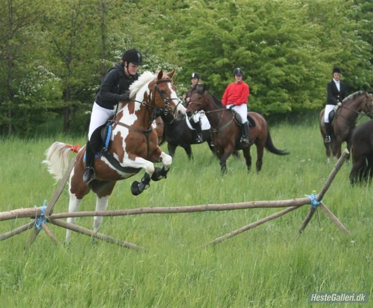 Hollandsk Sportspony Jangalene/ Freja  * R.I.P* - 11* Mig og Freja til LØSR jagten d. 18 maj :) billede 11