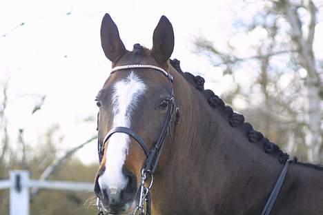 Dansk Varmblod Dinétt Stengaard *SOLGT* - Taget af Annemette Dahl billede 16