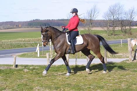 Dansk Varmblod Dinétt Stengaard *SOLGT* - Taget af Annemette Dahl billede 17