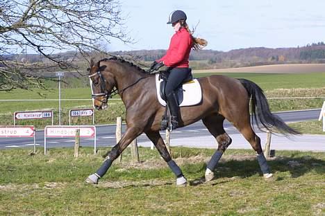 Dansk Varmblod Dinétt Stengaard *SOLGT* - Taget af Annemette Dahl billede 18