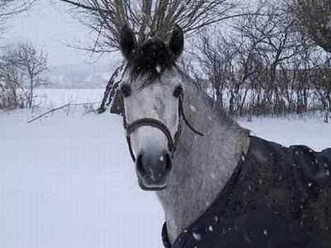 Anden særlig race Sammie * MIN FØRSTE HEST* - sammie da jeg fik hende billede 8