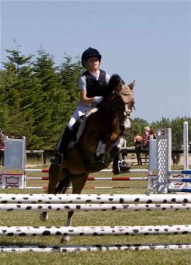 Welsh Mountain (sec A) Kildemose High-Flyer - Wooow :D Haha lidt stor afstand :D billede 19