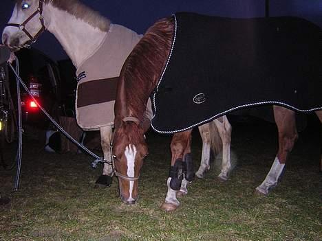 Anden særlig race Totti <3  *SOLGT*  billede 3