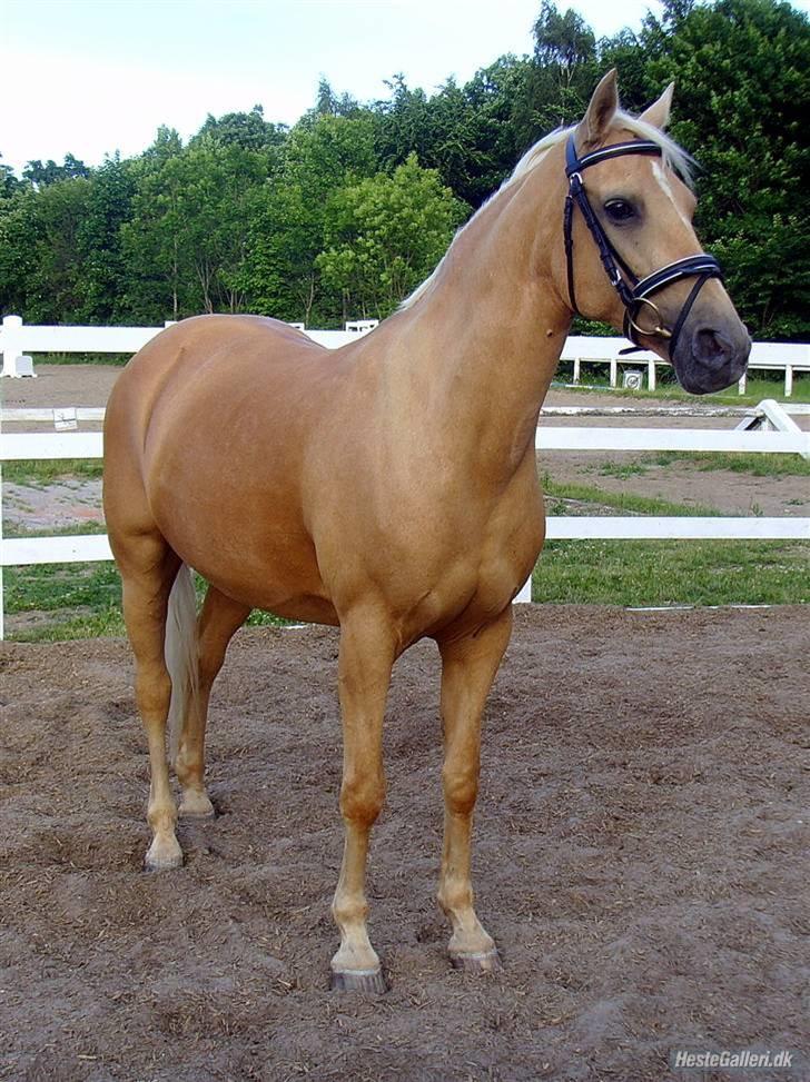 Anden særlig race                     Rain  - 7  billede 7