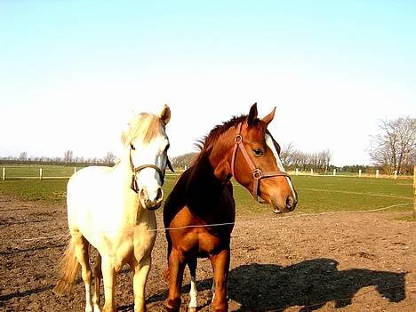 Anden særlig race Totti <3  *SOLGT*  - Butterfly og Totti. <3 de er såh dejlige! billede 6