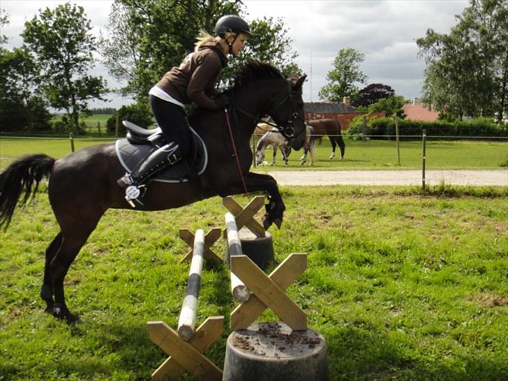 Anden særlig race Beauty - hygge springning på folden (: billede 1