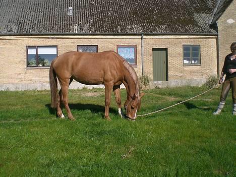 Hollandsk Sportspony Ilona <,3 SOLGT billede 5