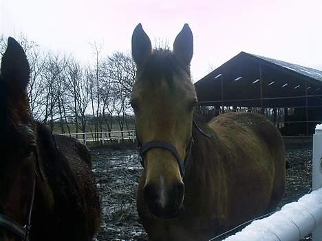 Traver blondy billede 11