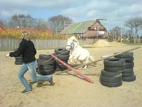 Shetlænder Riffer.R.I.P - Spring billede 11