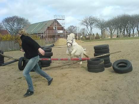 Shetlænder Riffer.R.I.P - spring billede 12