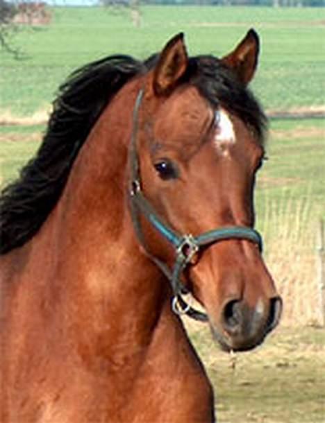 Arabisk fuldblod (OX) Anushka billede 1