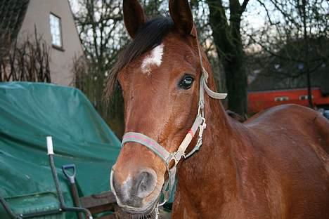 Arabisk fuldblod (OX) Anushka billede 2