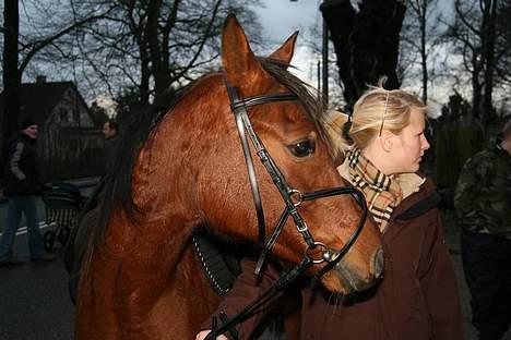 Arabisk fuldblod (OX) Anushka billede 3