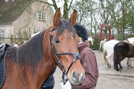 Arabisk fuldblod (OX) Anushka billede 5