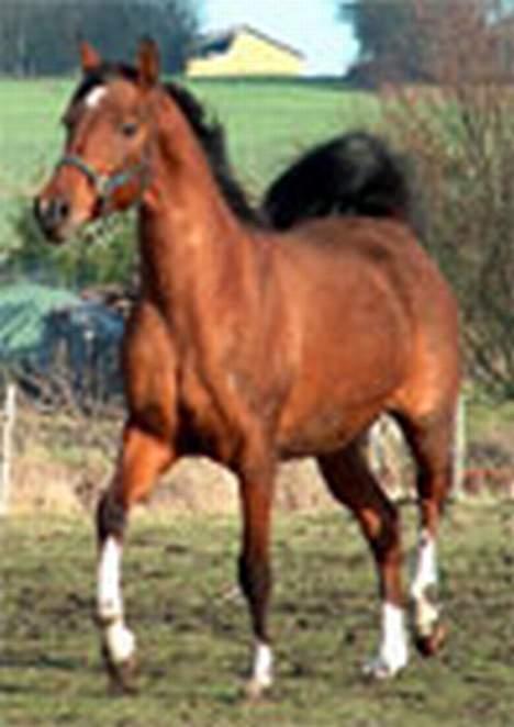 Arabisk fuldblod (OX) Anushka billede 6