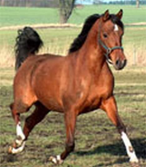 Arabisk fuldblod (OX) Anushka billede 7
