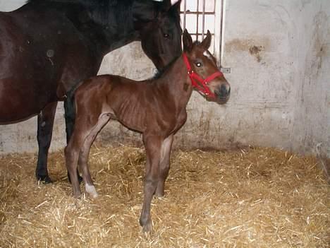 Oldenborg Borgstrøms Pepita - Her er jeg så!! Ca. 8 timer gammel.. billede 1