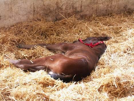 Oldenborg Borgstrøms Pepita - ZZZZZZZZZZZZZZZZZZZZZZZZZZZZZZZZZZZZZZZZZZZ billede 2