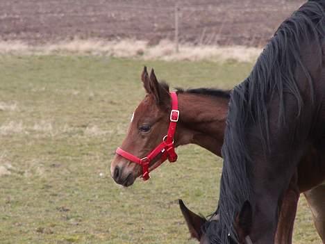 Oldenborg Borgstrøms Pepita - Lidt på fold første dag. billede 3
