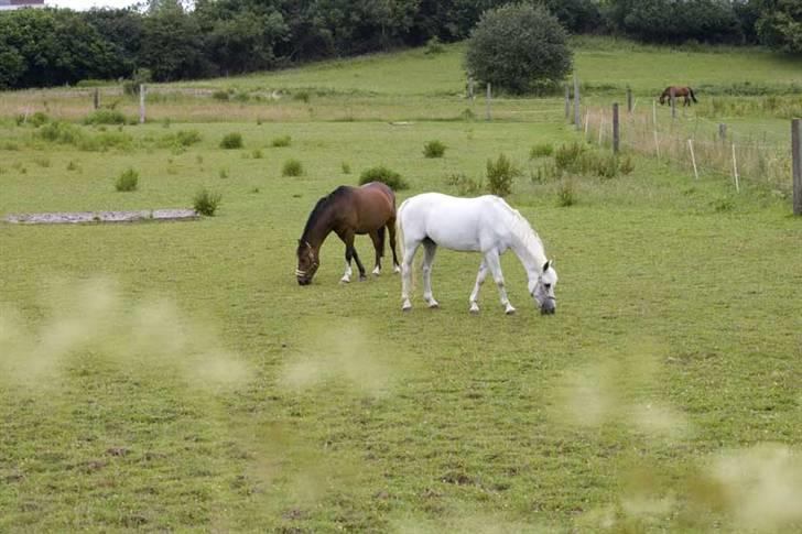 Anden særlig race Strauss - Strauss og Kashmir ved Strauss´ nye ejer Emma. Kashmir er Emmas storesøsters pony :) Foto: Alex Tran billede 15