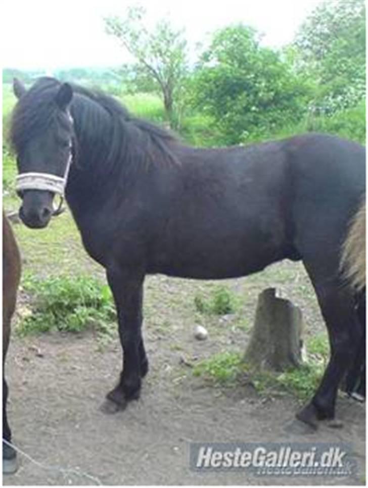 Dartmoor Innis Kinamit *R.I.P.* - Namit den smuksak<33. DU VIL ALTID HAVE EN PLADS I MIT HJERTE! billede 7