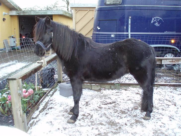 Dartmoor Innis Kinamit *R.I.P.* - Basse i snevejr klar til at blive striglet<33 VERDENS BEDSTE PONY<3333 billede 8