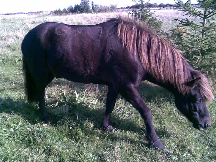 Islænder Fakur billede 11