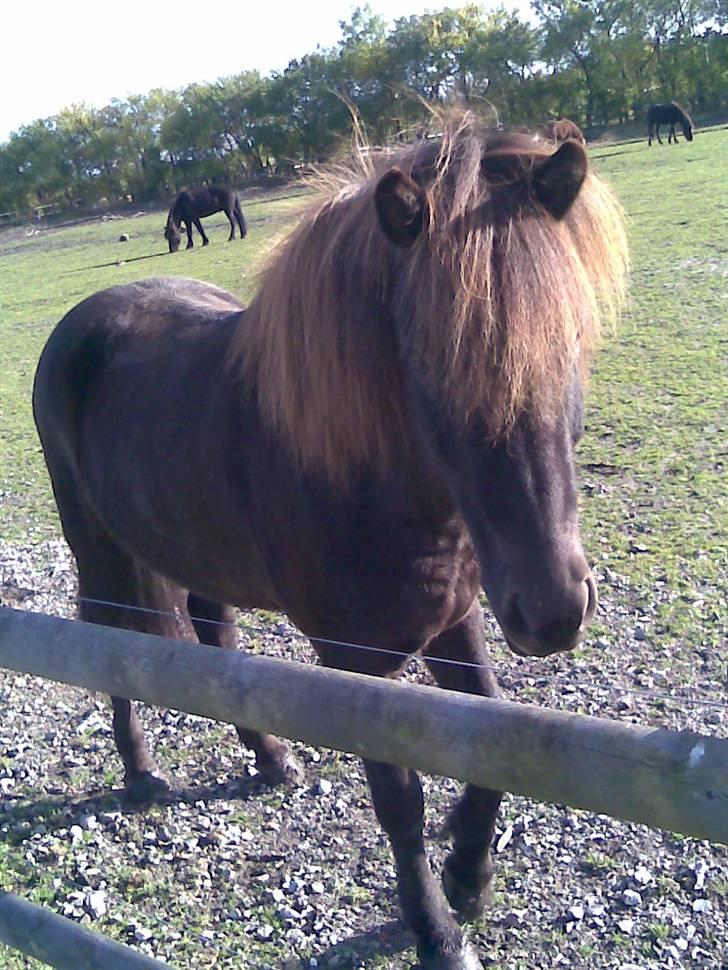 Islænder Fakur - DE ER VILDE MED MIG HA HA HA HA billede 12