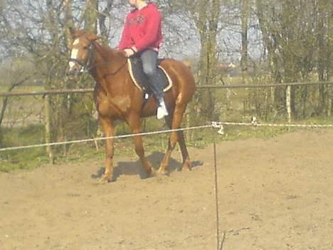 Traver Charmeur ***R.I.P*** - Her er jeg så ved at blive varmet op af min ejer. billede 1