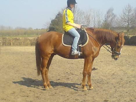 Traver Charmeur ***R.I.P*** - her bøjer jeg hovedet meget pænt, fordi jeg vil. Maria´s lillesøster sidder på mig billede 2