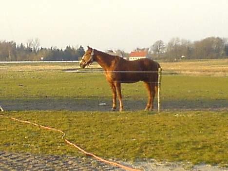 Traver Charmeur ***R.I.P*** - Her er jeg så på fold, uden dækken!! Og det er bare så skøn at slip for den.. ;-) billede 3