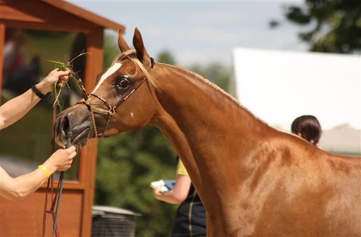 Arabisk fuldblod (OX) Cornicowah - Til nationalt show. Broholm.2008. 2. plads-. billede 4