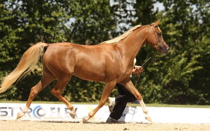 Arabisk fuldblod (OX) Cornicowah - Til nationalt show. Broholm.2008. 2. plads-. billede 5