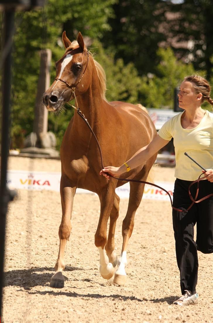 Arabisk fuldblod (OX) Cornicowah - Til nationalt show. Broholm.2008. 2. plads-. billede 6