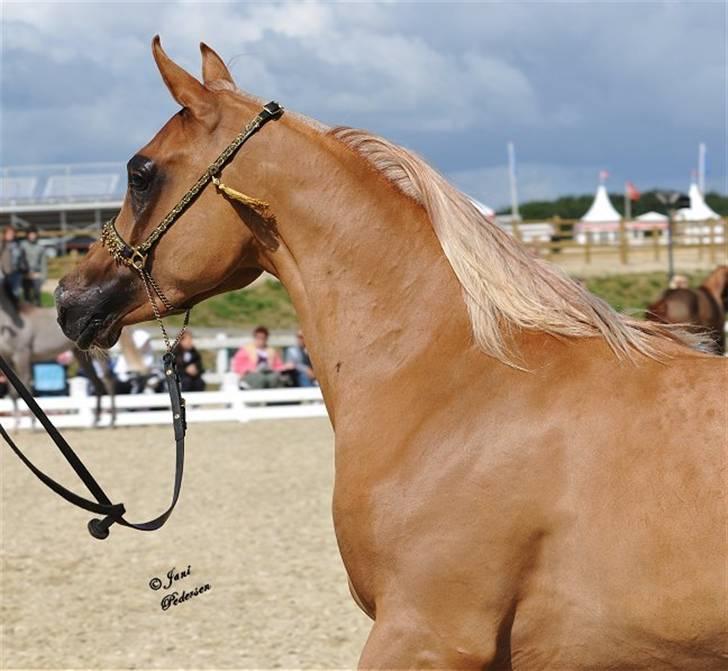 Arabisk fuldblod (OX) Al Lateefah - SOLGT - Oktober 2008 billede 1