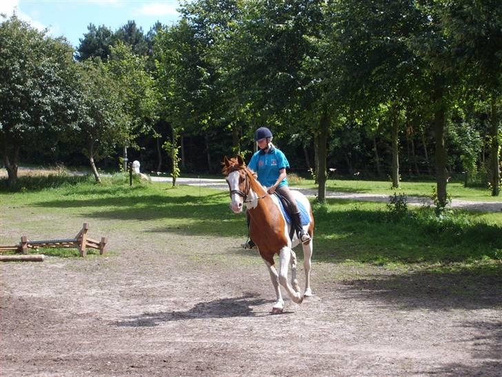 Pinto Lusk **solgt** - Dressur træning billede 7