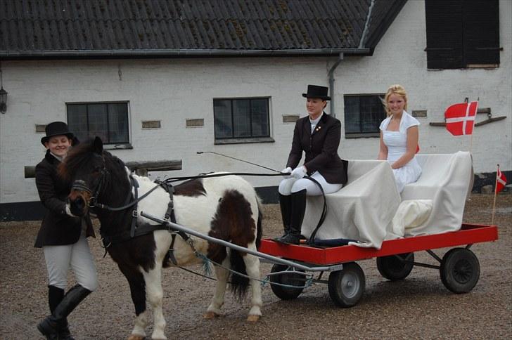 Anden særlig race plys - til min konfirmation d.30 april. han var så fin billede 1