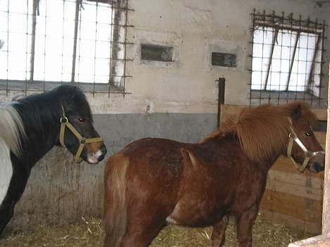 Anden særlig race plys billede 2