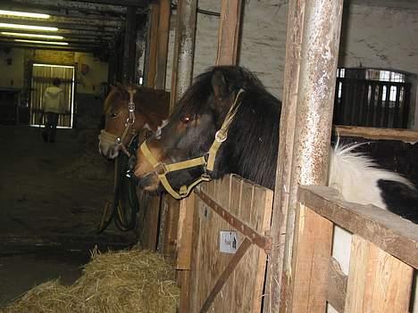 Anden særlig race plys billede 3