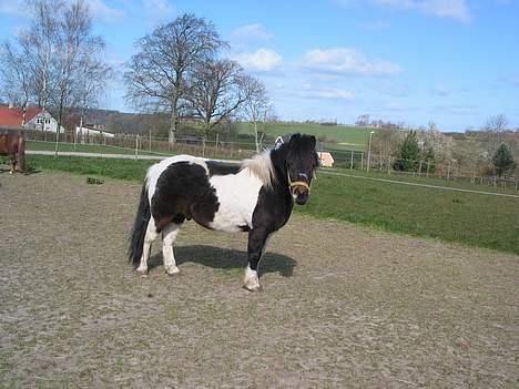 Anden særlig race plys billede 4