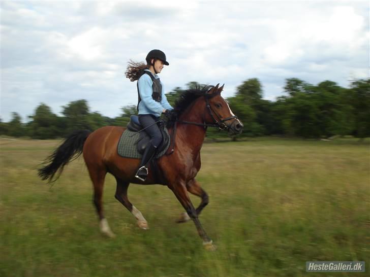 Anden særlig race Boy  - galop=) billede 14