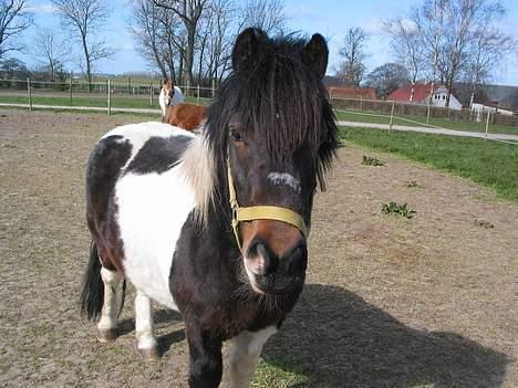 Anden særlig race plys billede 5