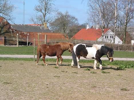 Anden særlig race plys billede 6
