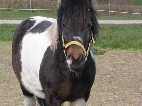 Anden særlig race plys billede 8