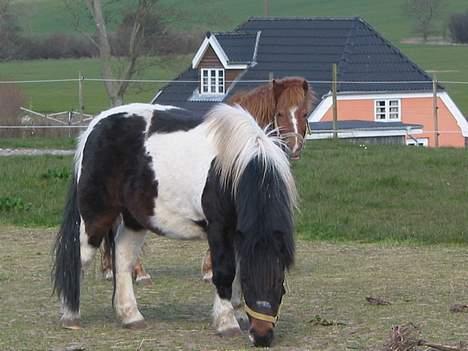 Anden særlig race plys billede 9