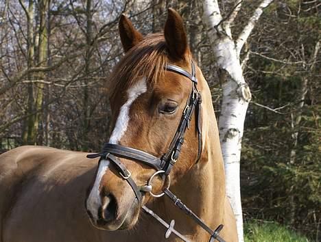 Welsh Pony af Cob-type (sec C) Ahorns Lianetta - Smukke Smukke Lianetta <3333333 billede 13