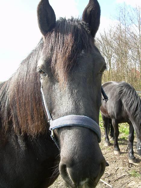 Anden særlig race Sille billede 1