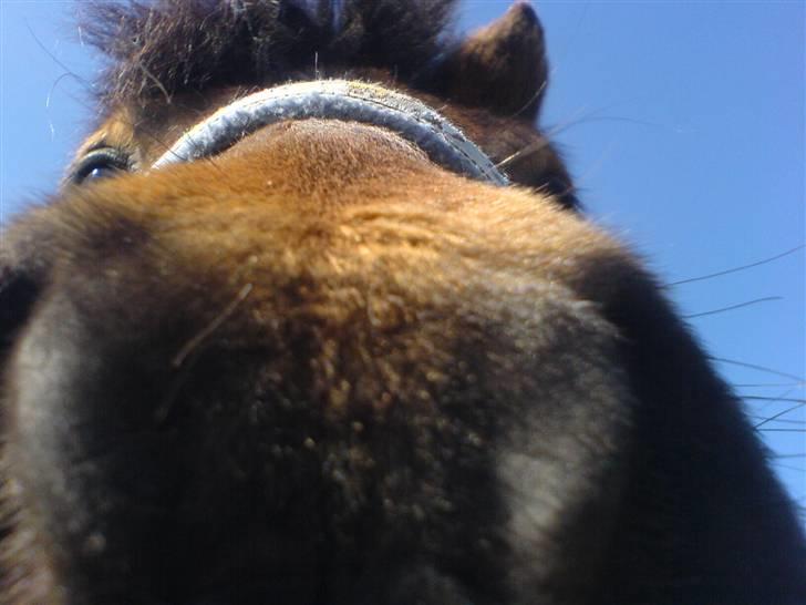 Anden særlig race Timon billede 5