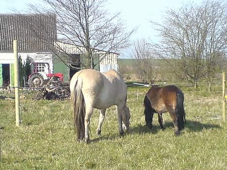 Anden særlig race Timon - bella og timon! første dag på fold sammen! de er bare venner  :) billede 6