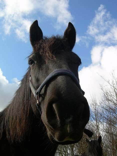 Anden særlig race Sille - <33 billede 2